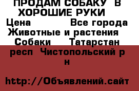 ПРОДАМ СОБАКУ  В ХОРОШИЕ РУКИ  › Цена ­ 4 000 - Все города Животные и растения » Собаки   . Татарстан респ.,Чистопольский р-н